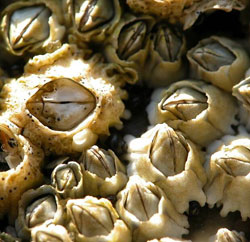 gs-BARNACLES gs-BARNACLES