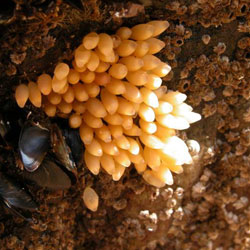 gs-EGGS-BARNACLES gs-EGGS-BARNACLES